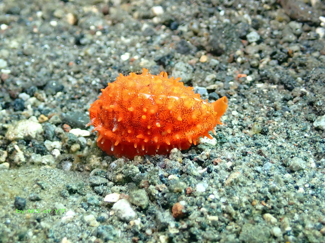 Vignette vidéo : Cribrarula cribraria Alor